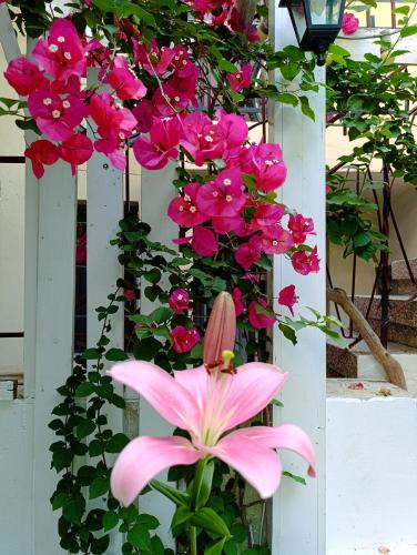 Agios Pavlos Apartment | Hermes Trykonos Garden Thessaloniki - Central Oasis with free parking
