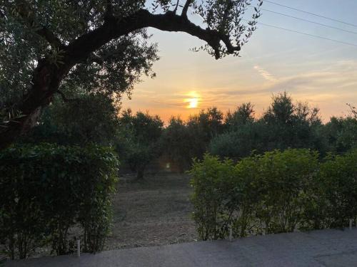 Agrilos House | Rustic- Chic Villa in a Private Olive Grove - Filiatra