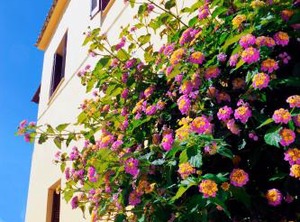 Maisonette Antiperni Village | Antipernoi