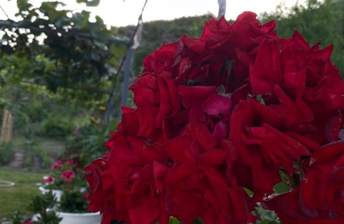 Shkoder County House | Guesthouse Camping the peaceful of Koman