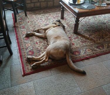 Pezoula House | Guesthouse Petrino