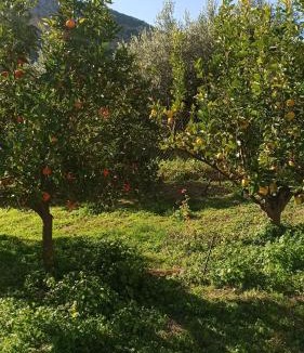 Lirkia House | O'GERA Greek resort house in the mountains