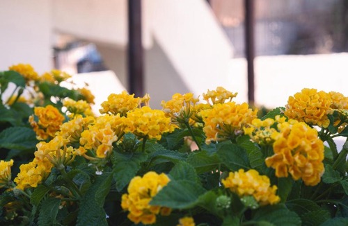 Sampatiki Bed & Breakfast | Sampatiki Garden and Sea