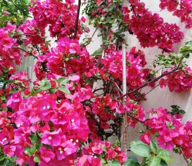 Episkopos House | Villa Dimitra Nikiana