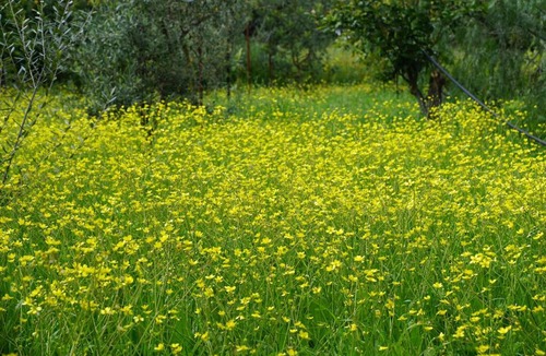 Psarou Villa | Villas in Psarou, Greece