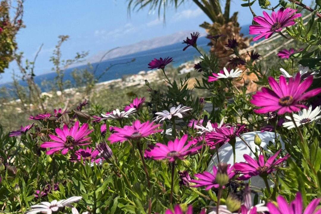Vathianos Kampos Apartment | Roboboss garden