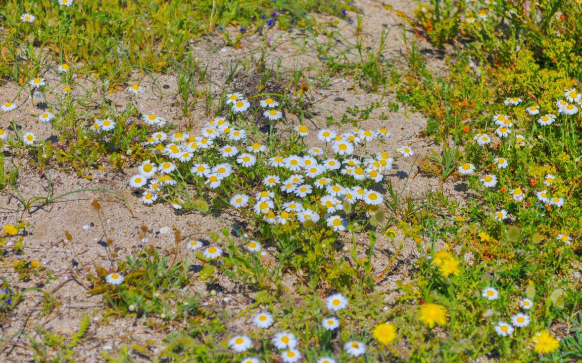 Photo of Others in Almiros Beach