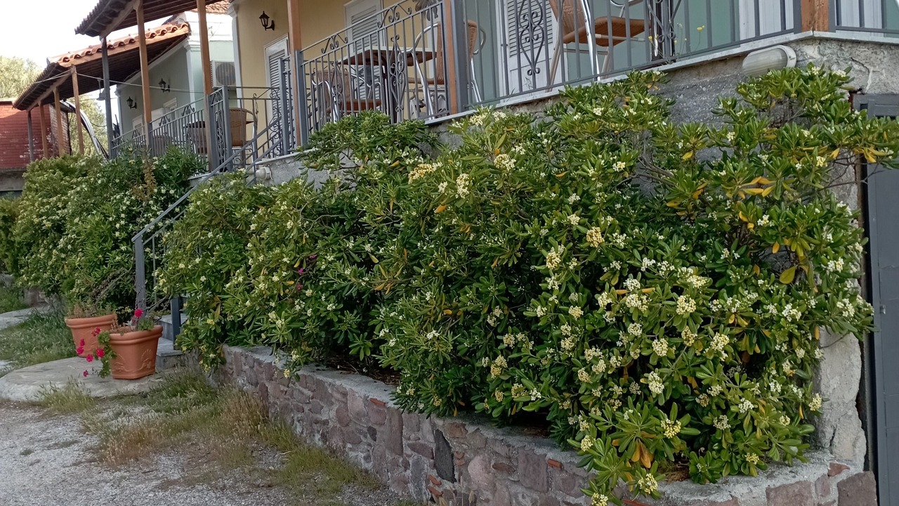 Photo of Outdoor in Mytilene