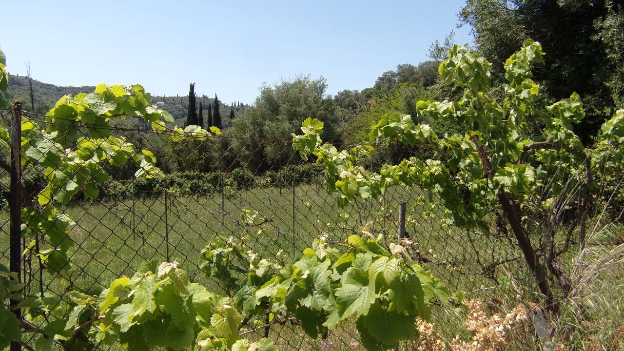 Photo of Others in Peroulion