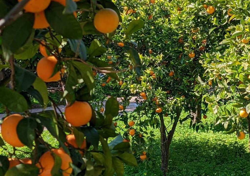 Photo of Outdoor in Lagonissi