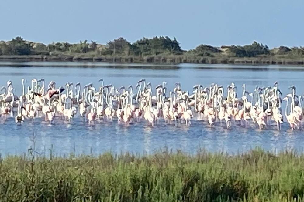 Photo of Others in Chalikounas