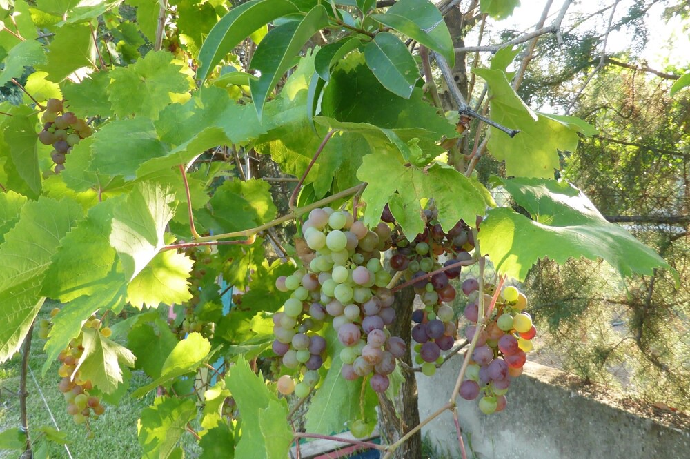 Photo of Outdoor in Nea Iraklitsa