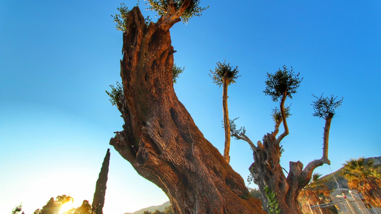 Photo of Outdoor in Liapades