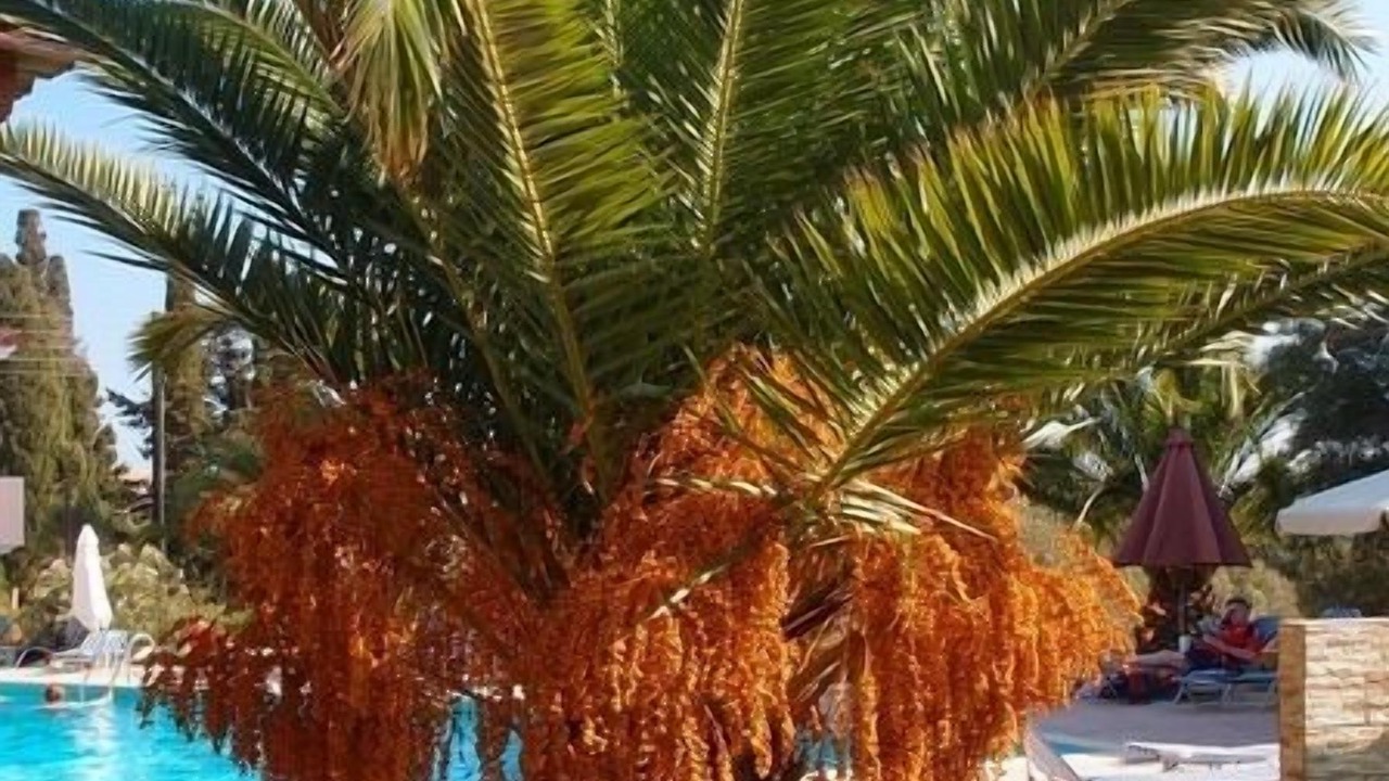 Photo of Outdoor in Svoronata