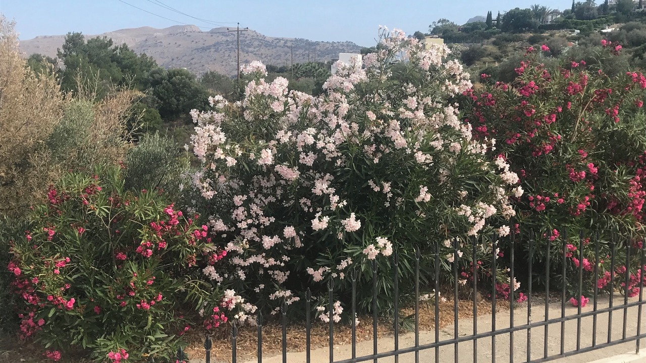 Photo of Outdoor in Kalathos