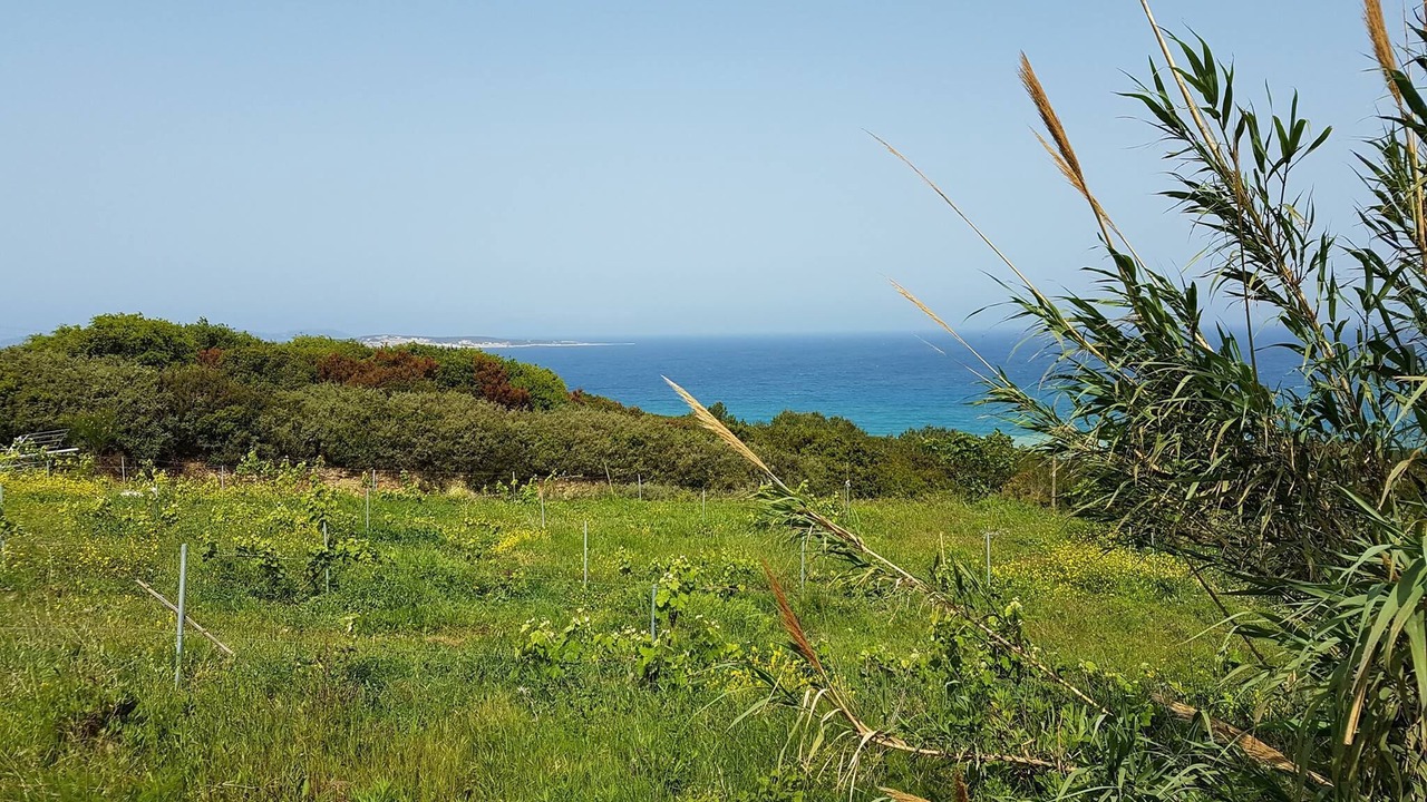 Photo of Outdoor in Agios Stefanos Avliotes