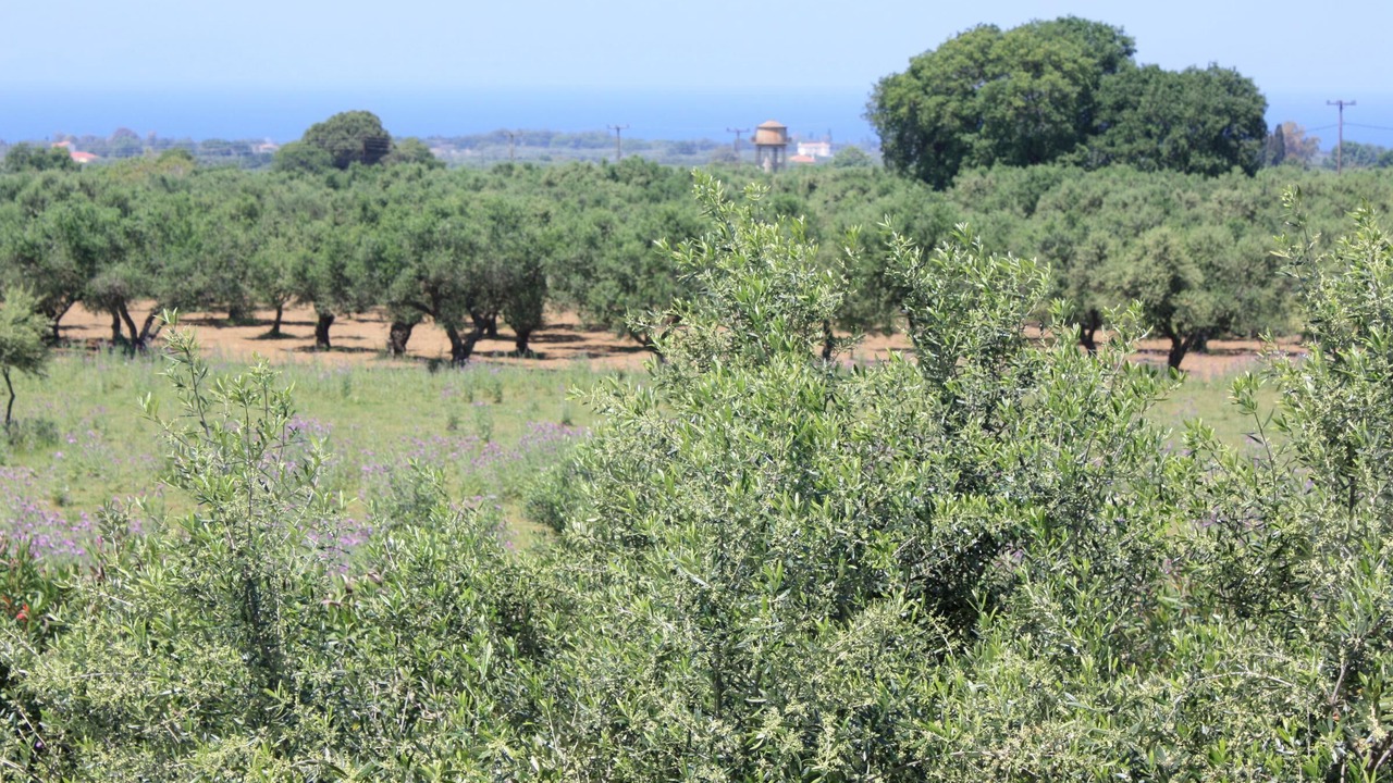 Photo of Outdoor in Myrtea