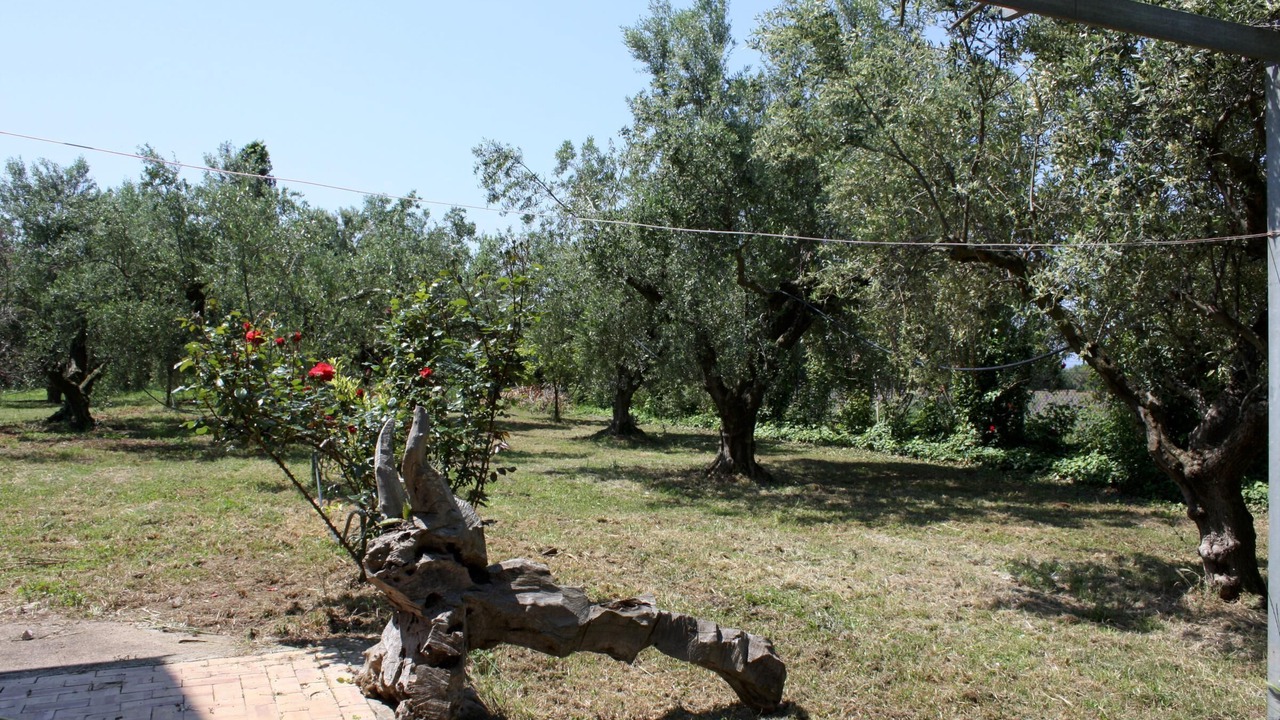 Photo of Outdoor in Myrtea