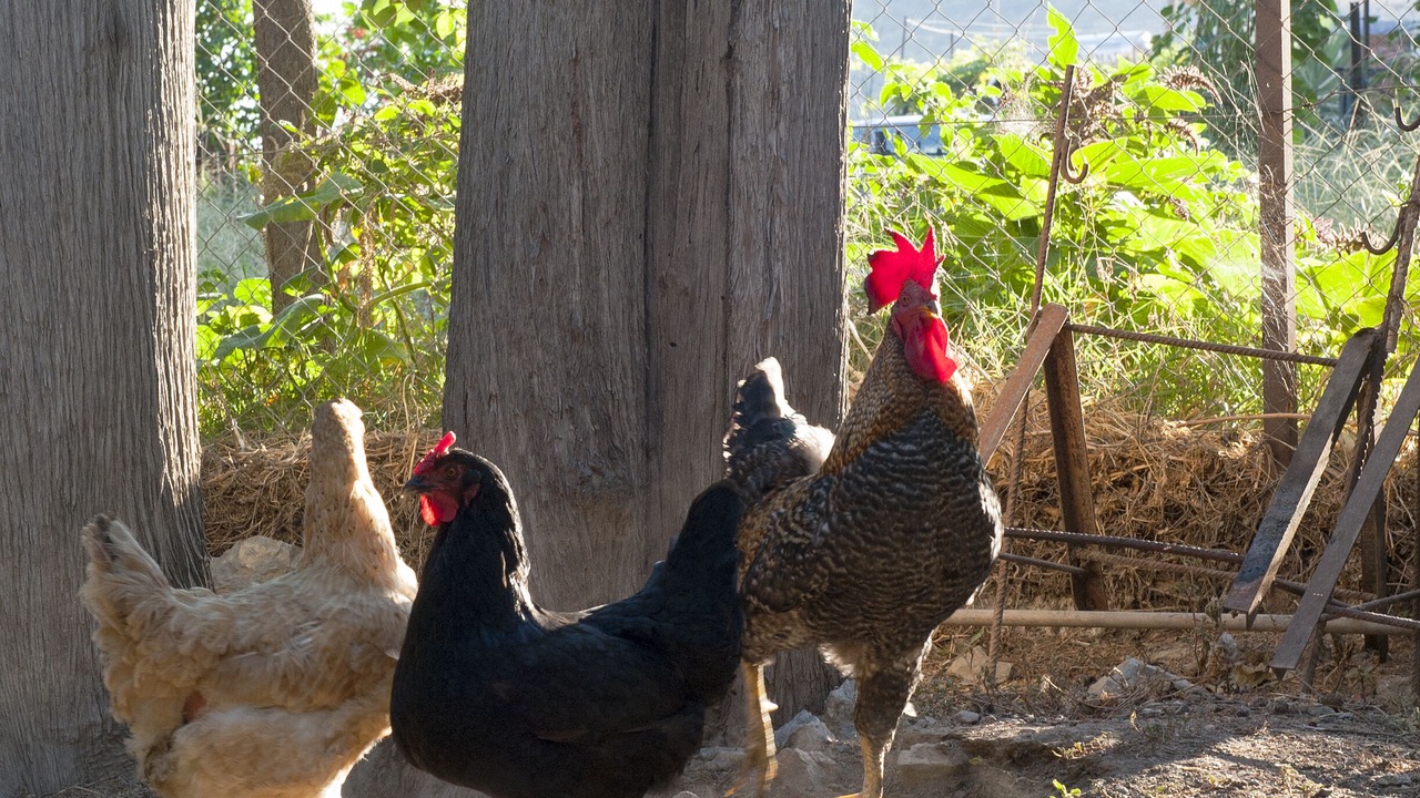 Photo of Outdoor in Livadi