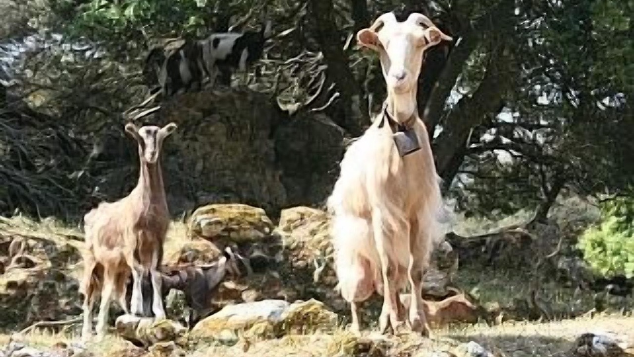 Photo of Others in Agia Efimia