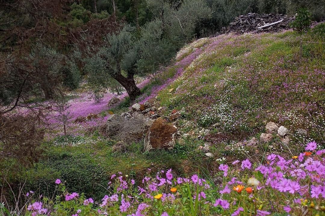 Photo of Others in Afra