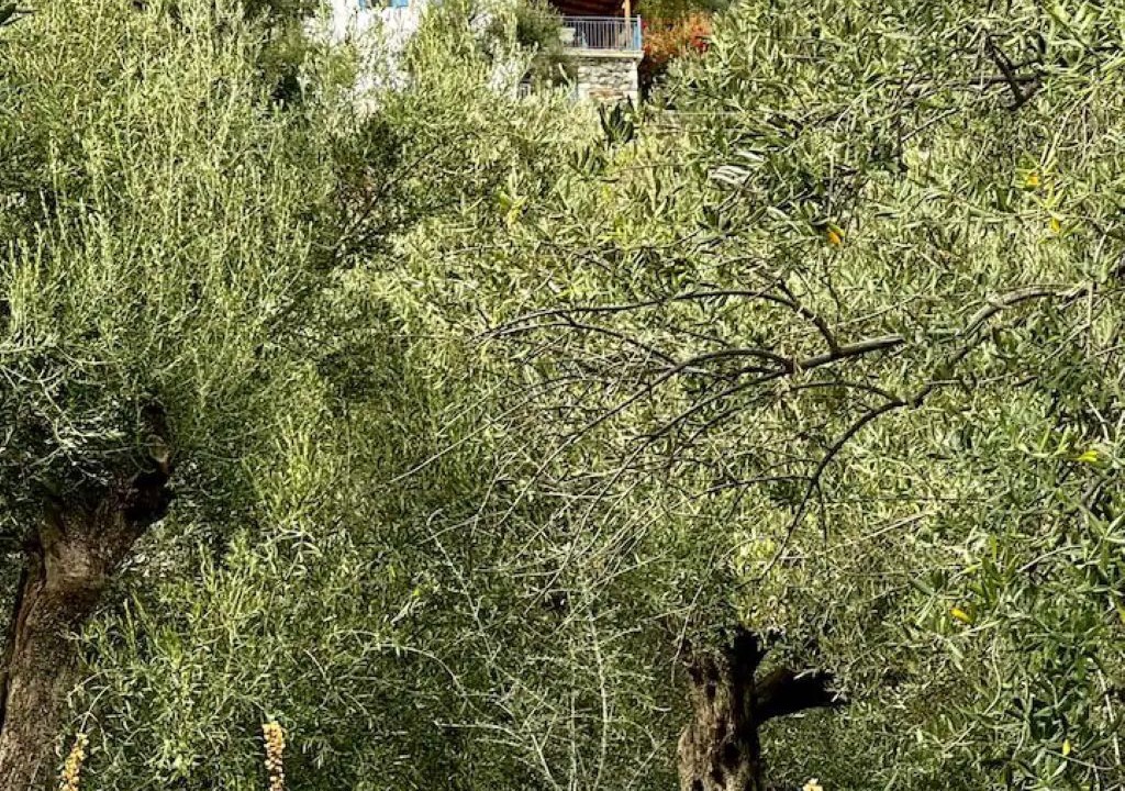 Photo of Outdoor in Livadi