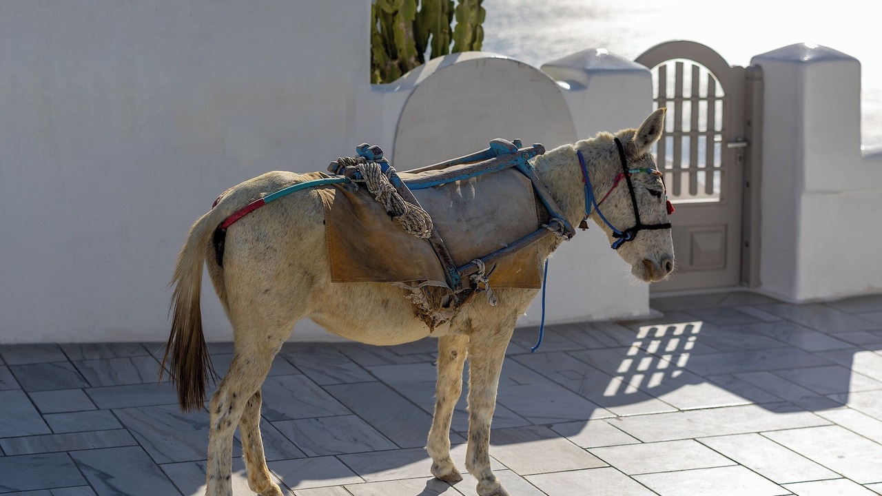 Photo of Others in Oia