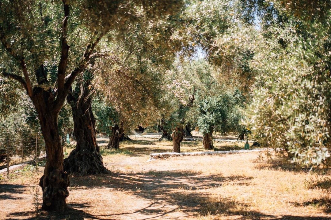 Photo of Others in Melinta