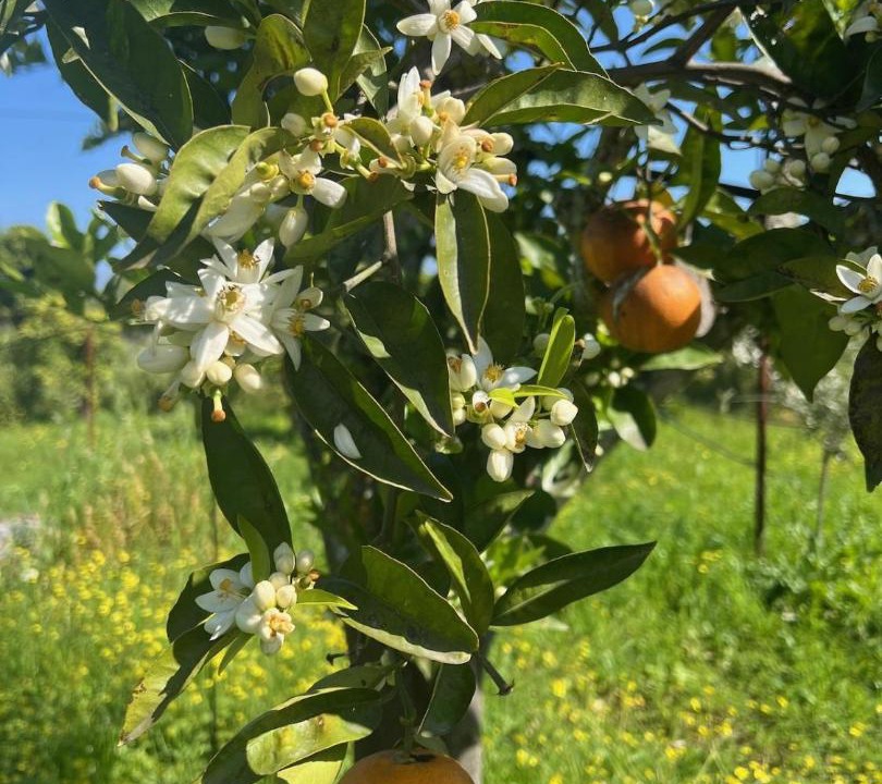 Photo of Outdoor in Psarou