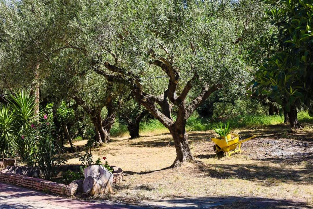 Photo of Others in Kiparissia