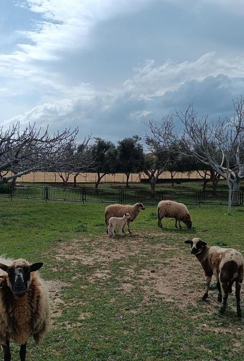 Photo of Others in Sipiada