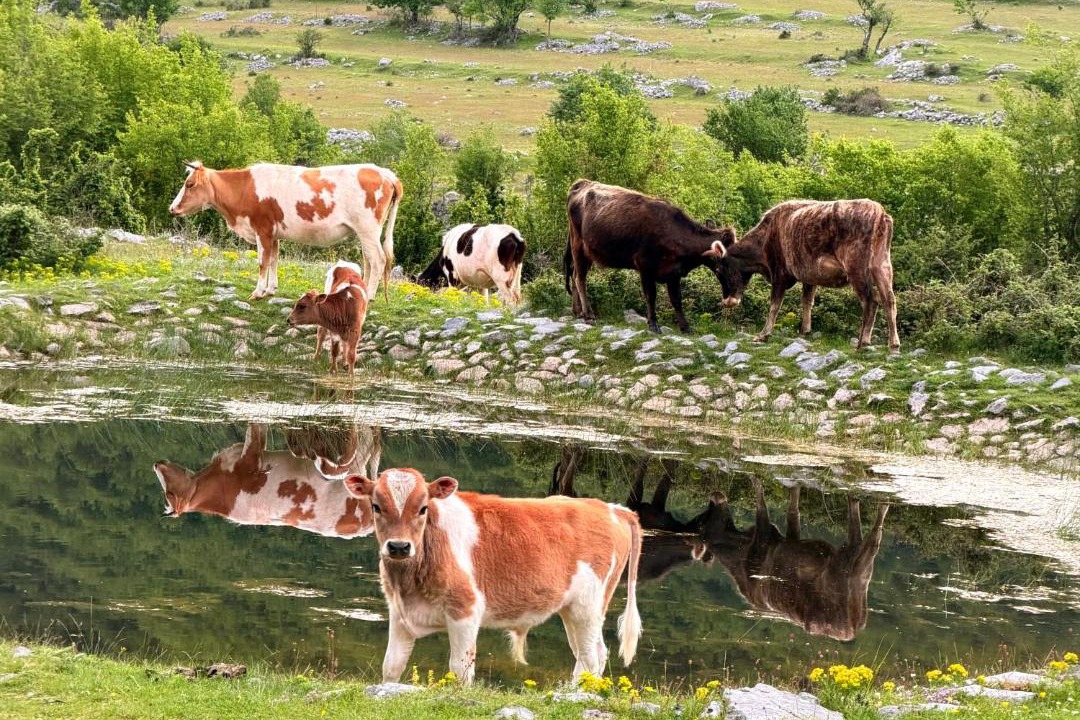 Photo of Others in Shale