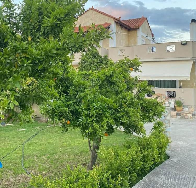 Photo of Others in Amarinthos