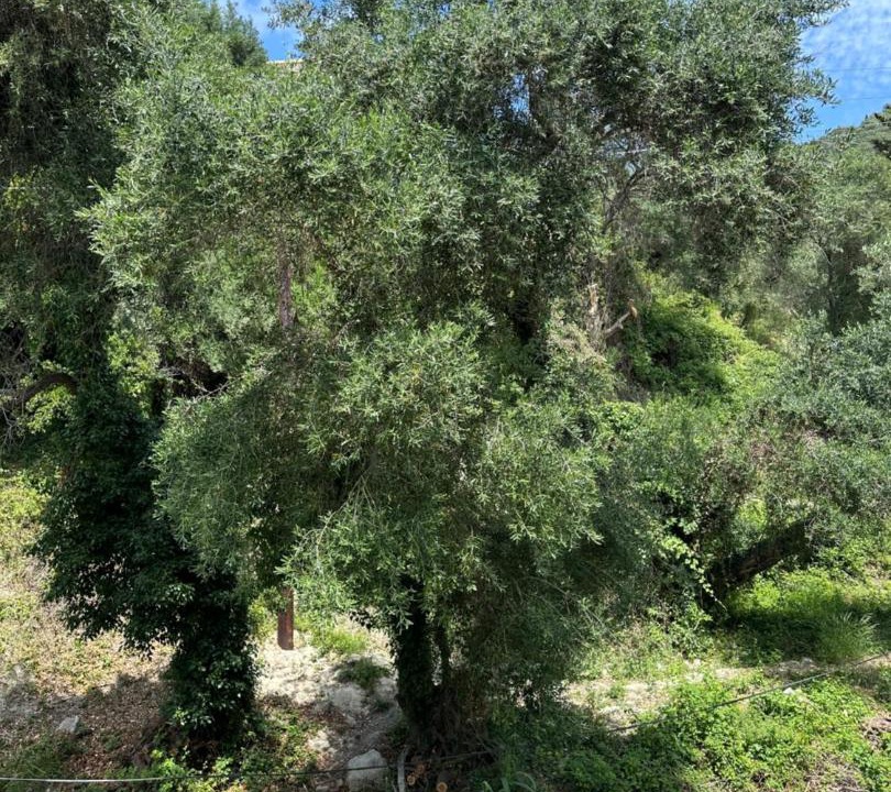 Photo of Others in Agios Gordios