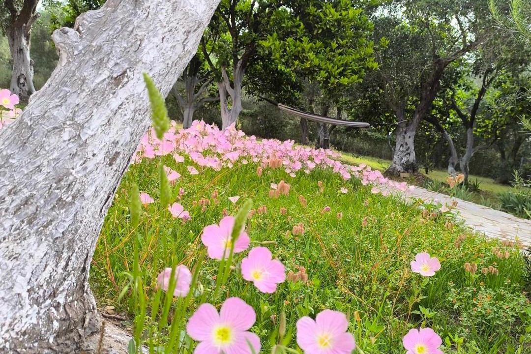 Photo of Outdoor in Dafnata