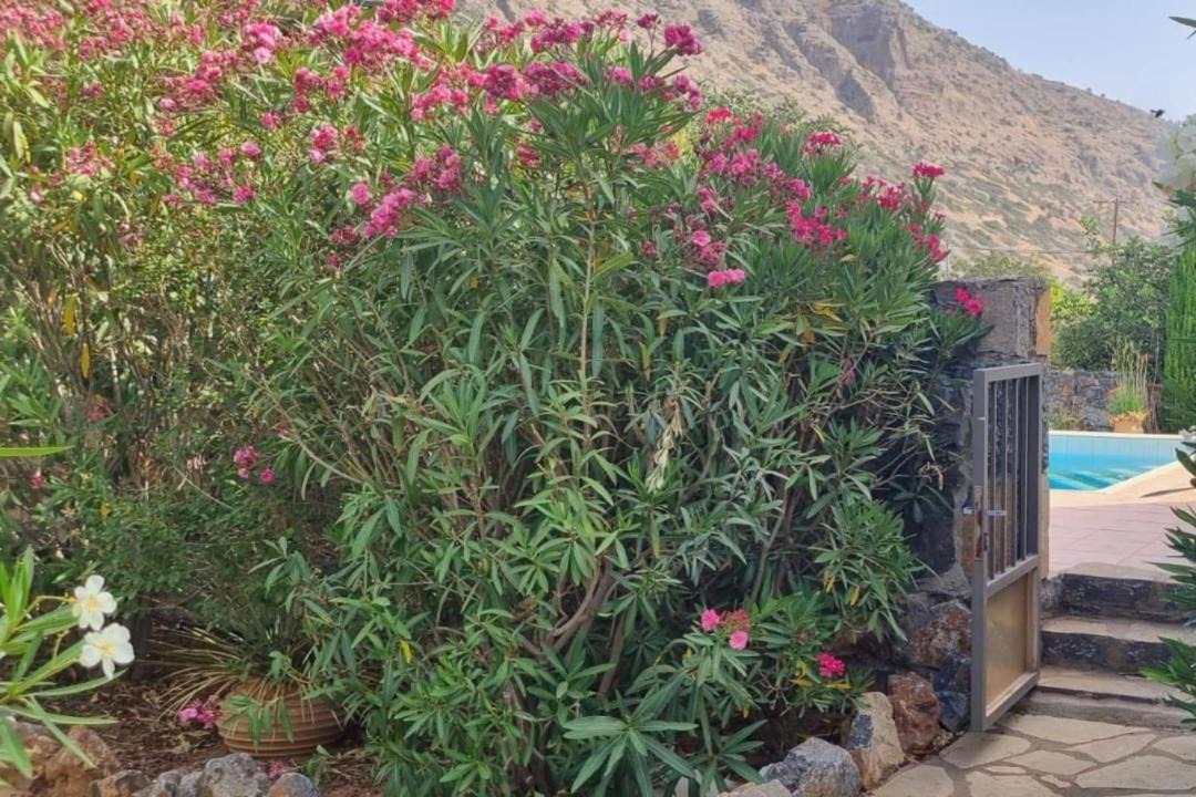 Photo of Others in Elounda