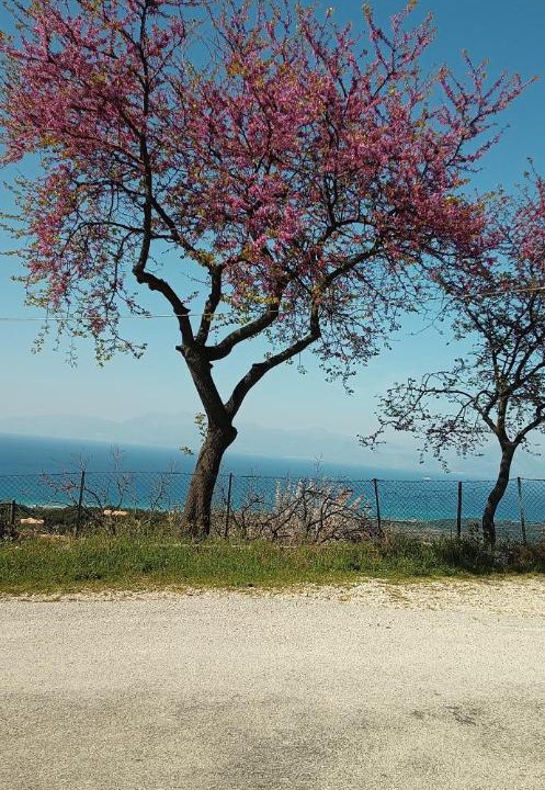Photo of Others in Corfu Town