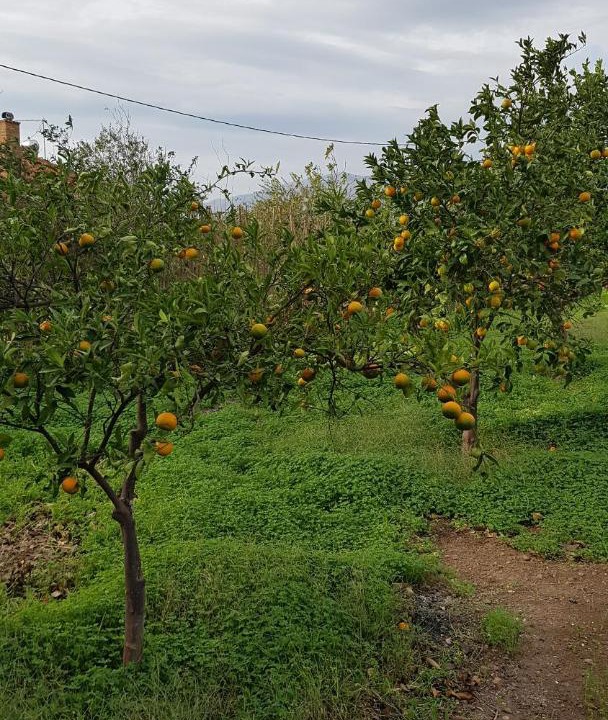 Photo of Others in Oichalia