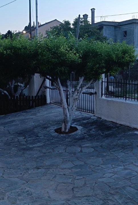 Photo of Others in Alepou