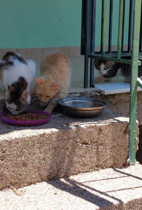 Photo of Others in Pyrgos
