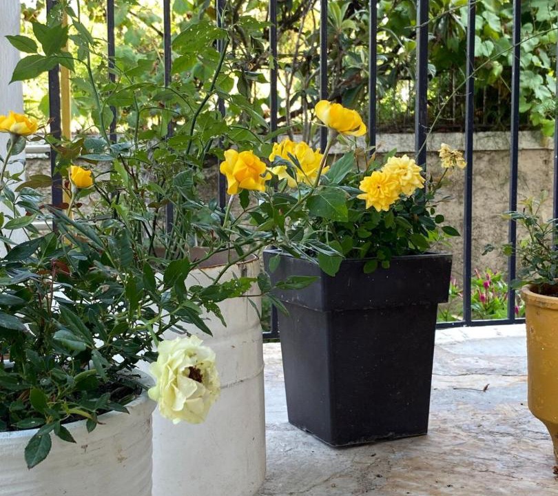 Photo of Patio Balcony in Alepou