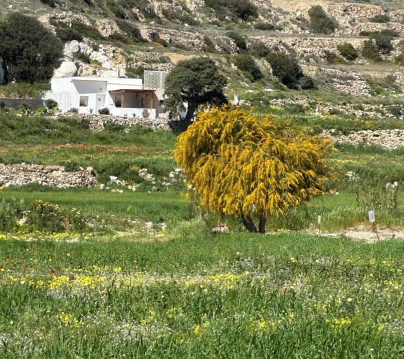 Photo of Others in Milos