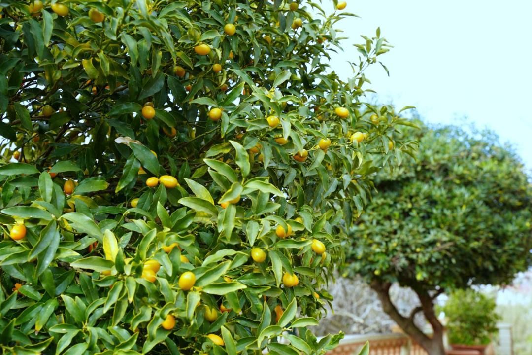 Photo of Outdoor in Alepou