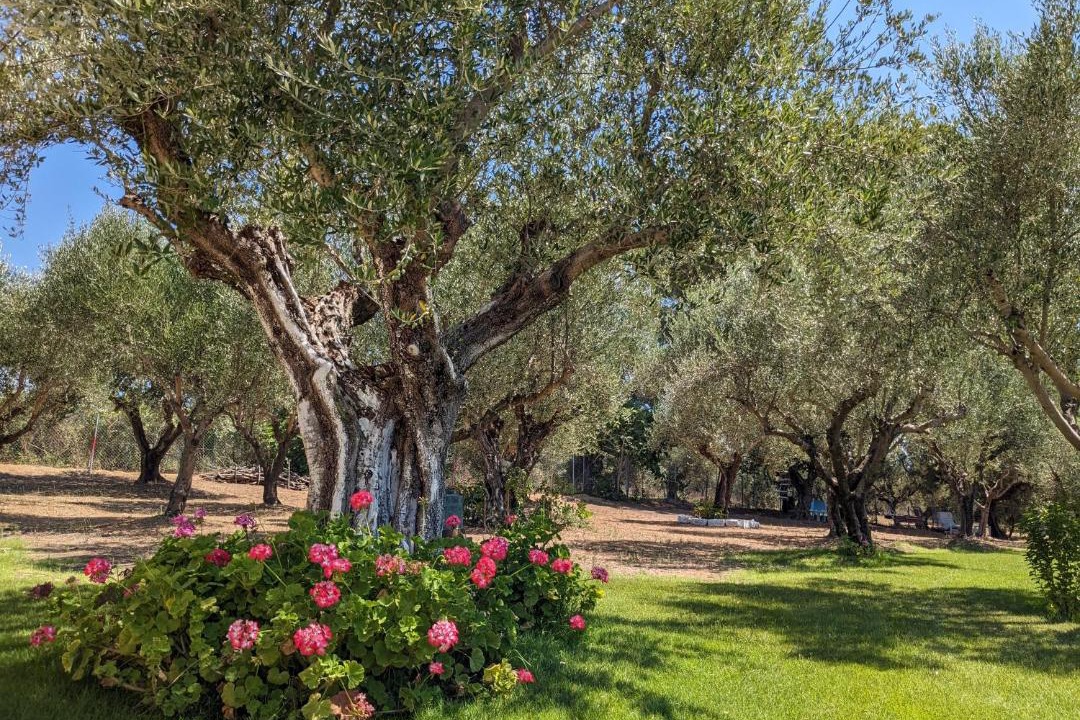 Photo of Others in Pyrgos
