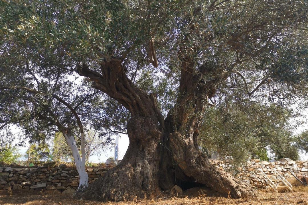 Photo of Others in Antiparos