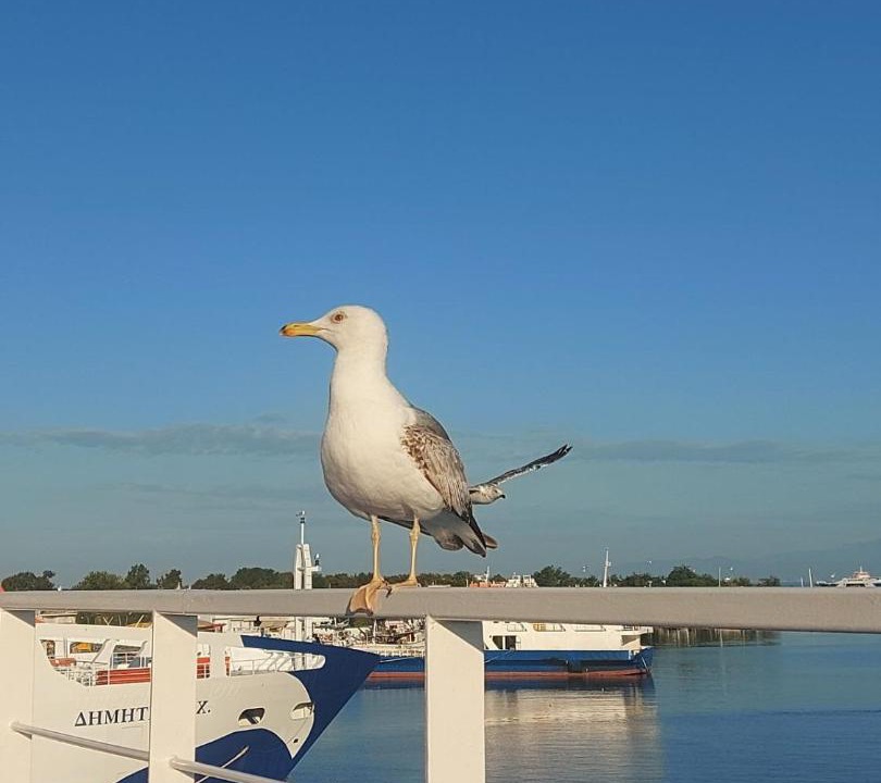 Photo of Others in Skala Rachoniou