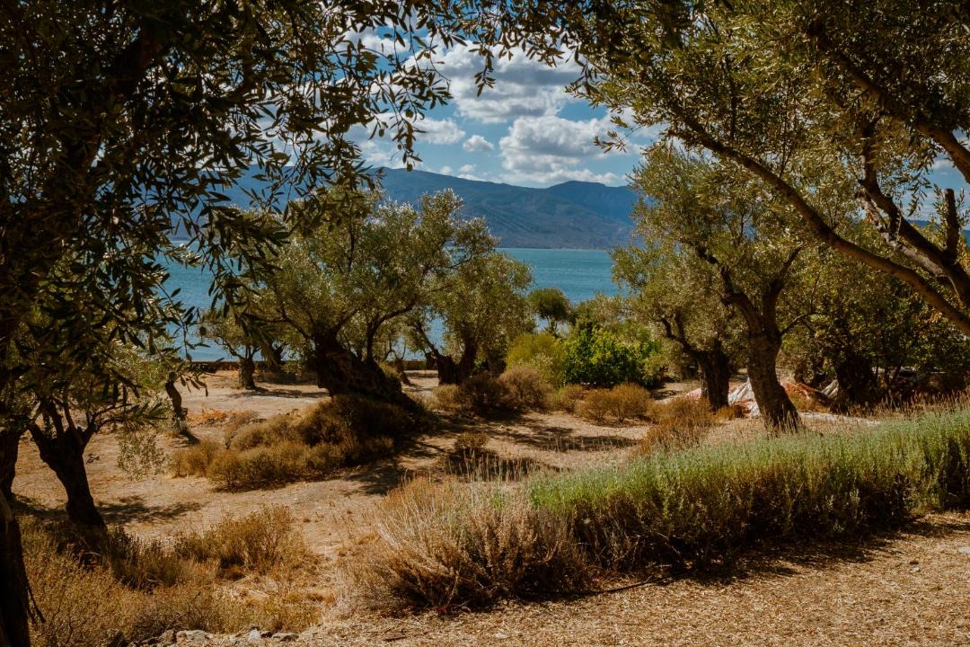 Photo of Others in Mytilene
