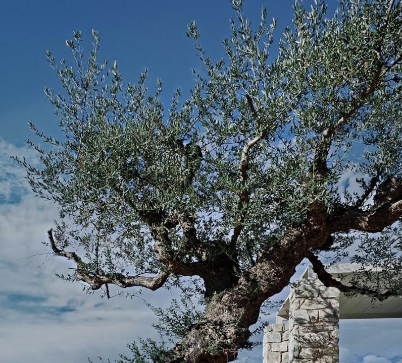 Photo of Others in Vounaria