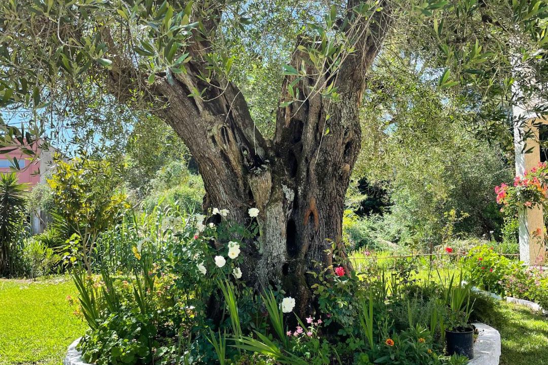 Photo of Others in Messonghi