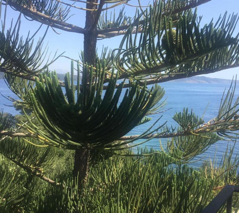 Photo of Outdoor in Agios Stefanos